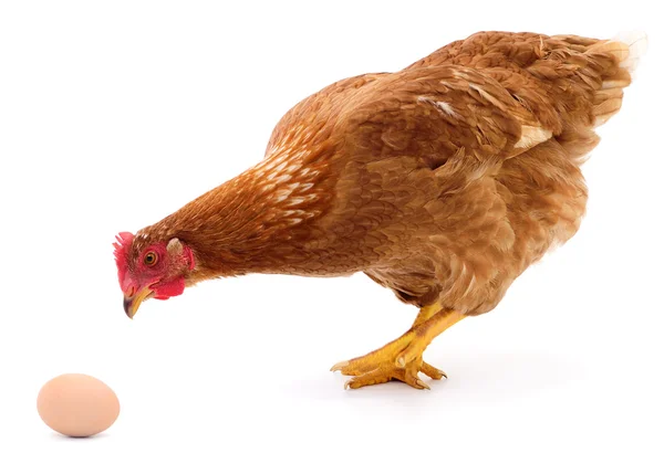 Brown hen and egg. — Stock Photo, Image