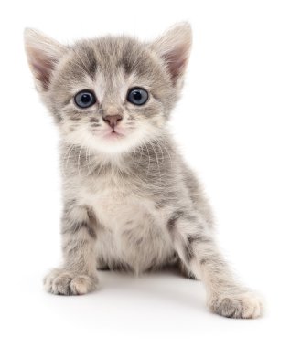 küçük gri kedicik.