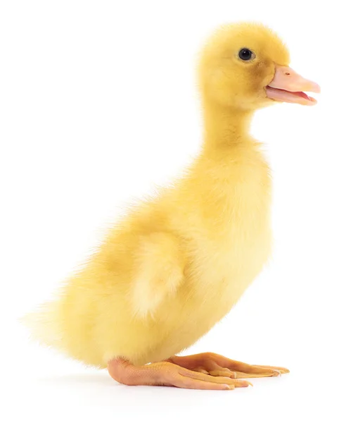 One yellow duckling. — Stock Photo, Image