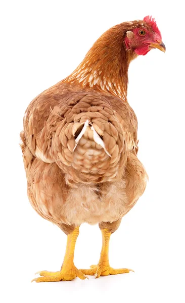 Brown hen isolated. — Stock Photo, Image