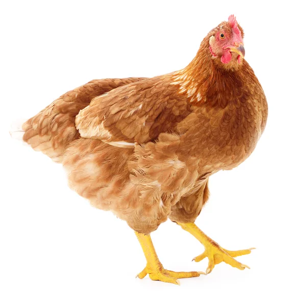 Gallina marrón aislada . — Foto de Stock