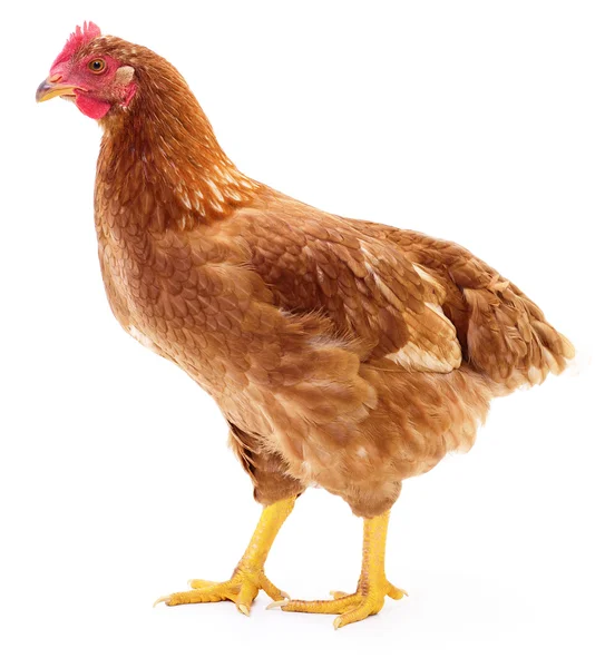 Brown hen isolated. — Stock Photo, Image