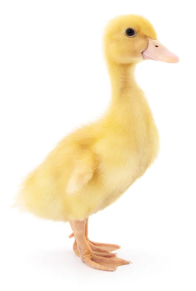 Een geel duckling. — Stockfoto