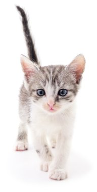 küçük gri kedicik.