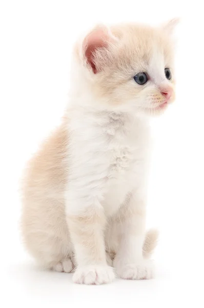 Piccolo gattino marrone . — Foto Stock