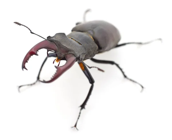 Mâle Dendroctone Cerf Oryctes Nasicornis Isolé Sur Blanc — Photo