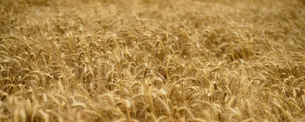 Wheat Field Ears Golden Wheat Close Royalty Free Stock Photos