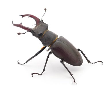 Geyik böceği (Oryctes Nasicornis) erkeği beyaz üzerinde izole edilmiştir..