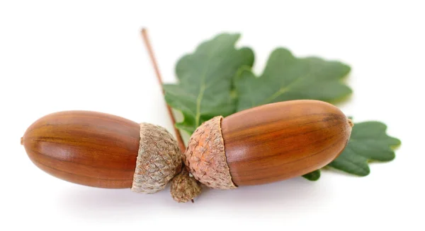 Bellotas Roble Con Hoja Aislada Sobre Fondo Blanco —  Fotos de Stock