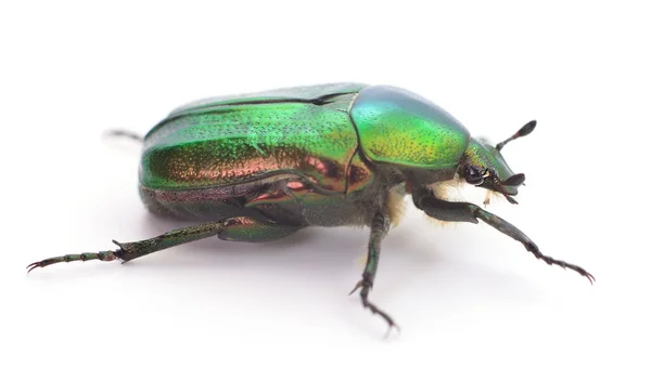 緑の甲虫 白地に隔離されたローズ シャファー セトニア オーラタ — ストック写真