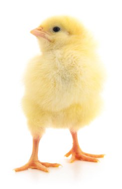 Beyaz arka planda küçük bir tavuk