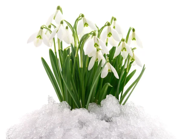 Snowdrop Flowers Coming Out Real Snow Isolated White — Stock Photo, Image