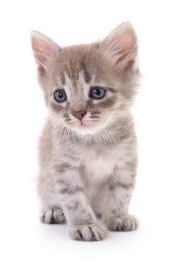 Beyaz arka planda izole edilmiş küçük gri kedi yavrusu.
