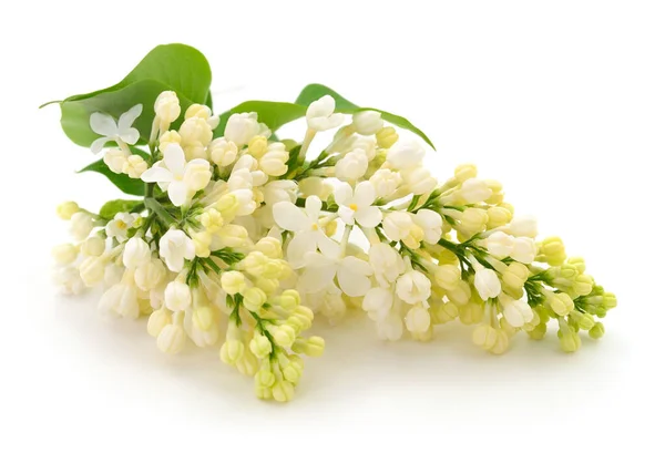 Ανθισμένο Λευκό Πασχαλινό Λουλούδι Που Απομονώνεται Λευκό Φόντο — Φωτογραφία Αρχείου