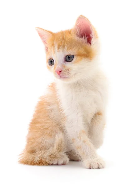 Piccolo Gattino Marrone Isolato Sfondo Bianco — Foto Stock