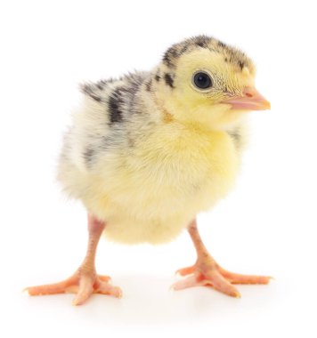 Beyaz arka planda izole edilmiş şirin yeni doğmuş tavuk hindisi..