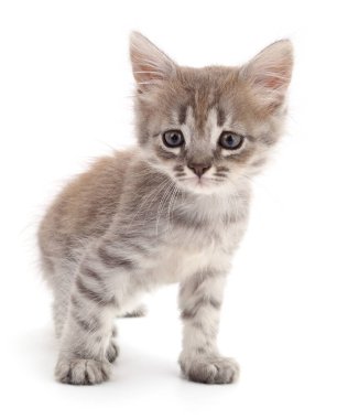Beyaz arka planda izole edilmiş küçük gri kedi yavrusu.