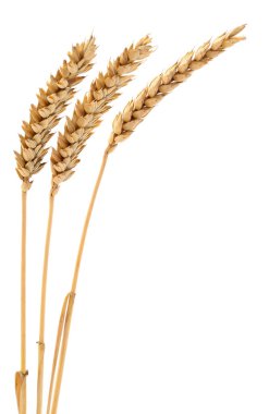 Beyaz arkaplanda yalıtılmış buğday kulakları.