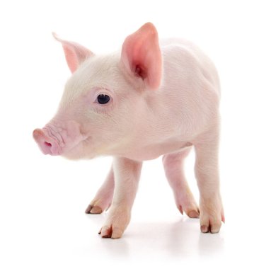 Beyaz arka planda temsil edilen domuz.