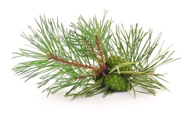 Beyaz arka planda mahkumu olan çam dalı.