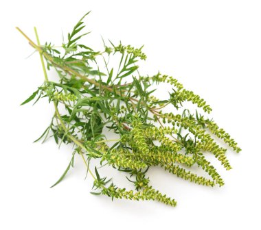 Ambrosia 'nın çiçekleri ve yaprakları beyaz arka planda izole edilmiştir.. 