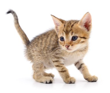 Beyaz arka planda izole edilmiş küçük kahverengi kedi yavrusu.