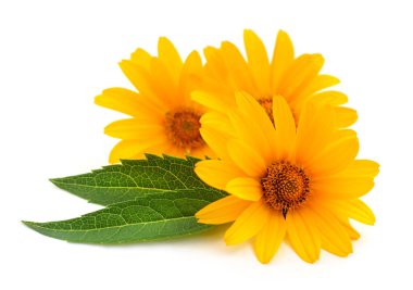 Beyaz arkaplanda üç sarı çiçek. 