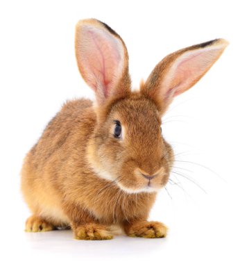 Beyaz arka planda küçük kahverengi tavşan..