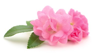 Beyaz arka planda üç güzel pembe gül.