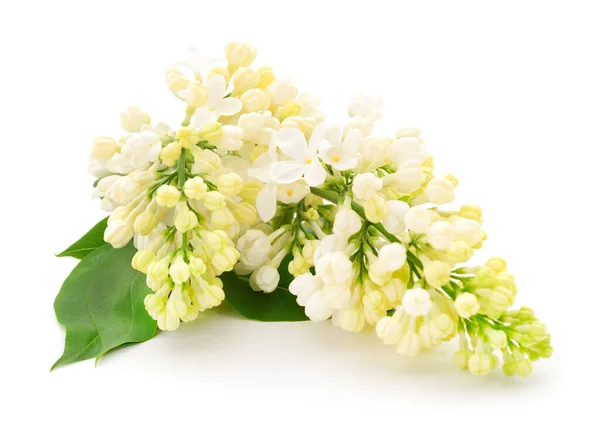 Ανθισμένο Λευκό Πασχαλινό Λουλούδι Που Απομονώνεται Λευκό Φόντο — Φωτογραφία Αρχείου