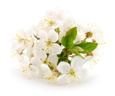 Beyaz bir arka planda kiraz çiçeği açmak
