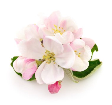 Beyaz yapraklı bahar elması çiçekleri.