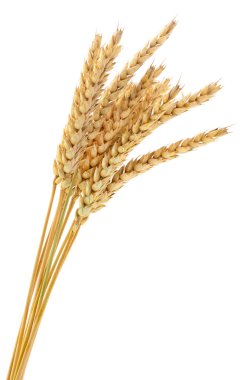 Beyaz arkaplanda yalıtılmış buğday kulakları.