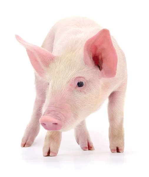 Cerdo Que Está Representado Sobre Fondo Blanco — Foto de Stock