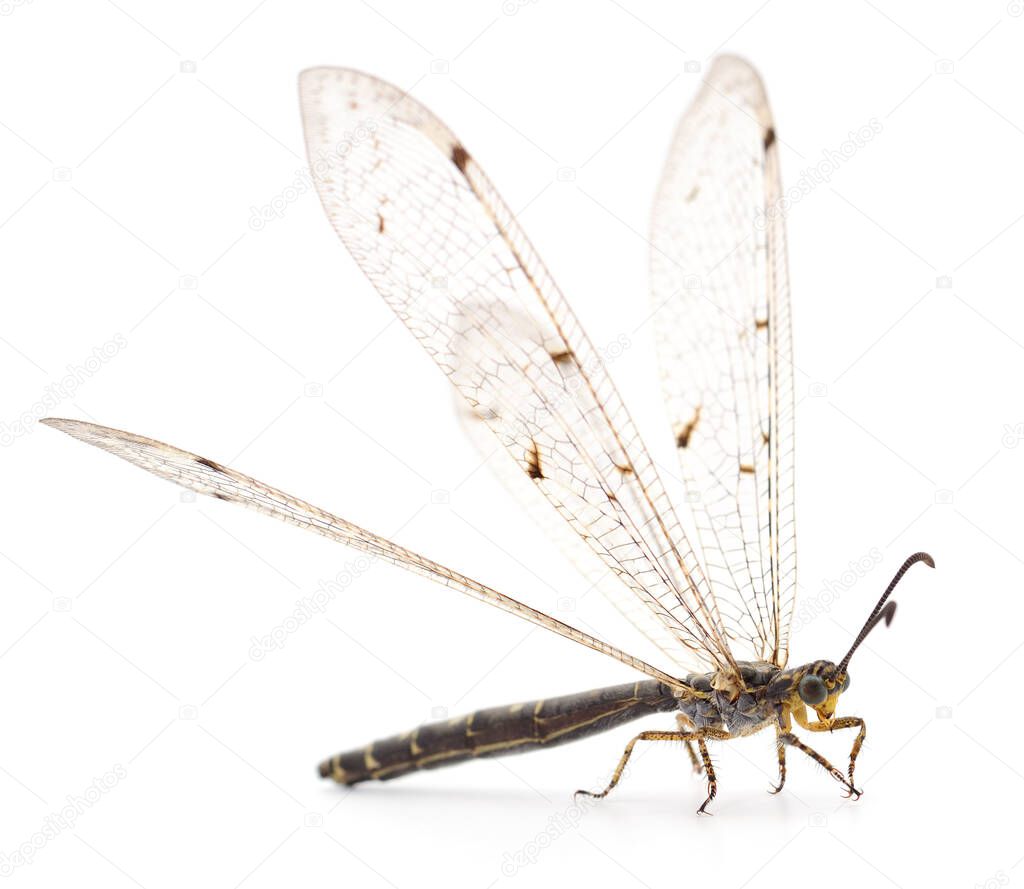 Dragonfly damselfly isolated on white background, studio shot.