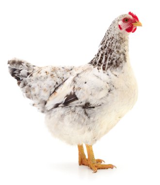 Beyaz tavuk beyaz, stüdyo çekimi
