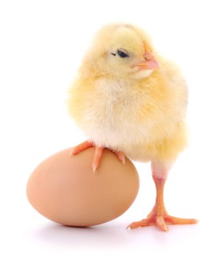 Beyaz arka planda izole edilmiş tavuk ve kahverengi yumurta..