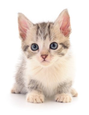 Beyaz arka planda izole edilmiş küçük gri kedi yavrusu.