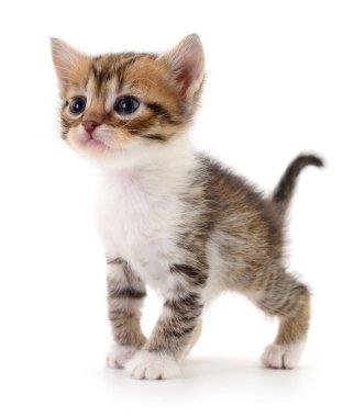 Beyaz arka planda izole edilmiş küçük kahverengi kedi yavrusu.