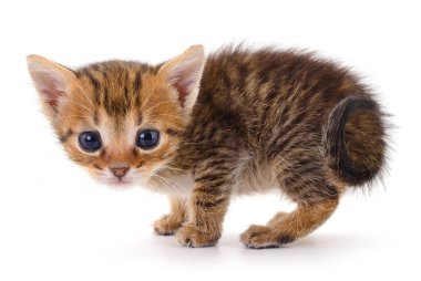 Beyaz arka planda izole edilmiş küçük kahverengi kedi yavrusu.