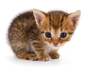 Beyaz arka planda izole edilmiş küçük kahverengi kedi yavrusu.