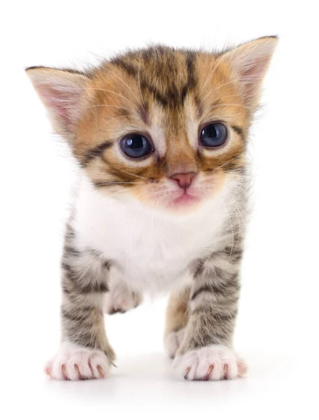 Pequeño Gatito Marrón Aislado Sobre Fondo Blanco —  Fotos de Stock