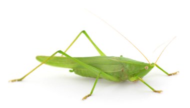 Close-up of a bright green locust isolated on white background, detailed macro image showing long legs and antennae of grasshopper-like insect, concept of nature and entomology
