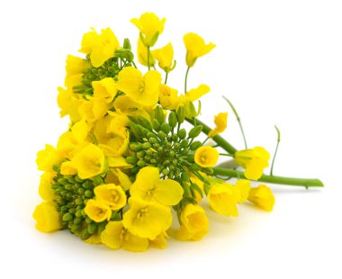 Yellow rapeseed flowers isolated on white background. Close up of bright blooming canola plant used for oil production and biofuel industry