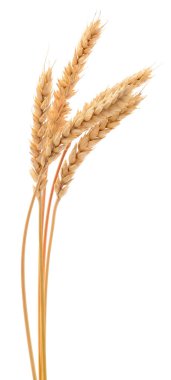 Golden wheat ears isolated on white background. Close up of ripe wheat spikes symbolizing harvest, agriculture, and organic grain production