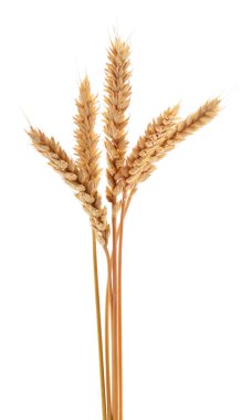 Golden wheat ears isolated on white background. Close up of ripe wheat spikes symbolizing harvest, agriculture, and organic grain production