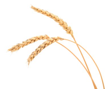 Golden wheat ears isolated on white background. Close up of ripe wheat spikes symbolizing harvest, agriculture, and organic grain production