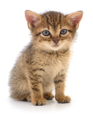 Adorable small tabby kitten sitting and looking forward isolated on white background. Cute domestic baby cat with fluffy fur and curious expression