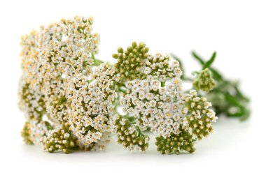 Fresh blooming yarrow flowers (Achillea millefolium) isolated on white background, close-up of medicinal herb used in herbal tea and natural remedies