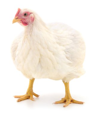 Close-up of a white broiler chicken standing on white background. Farm poultry bird with yellow legs and red comb, isolated studio shot symbolizing agriculture and livestock